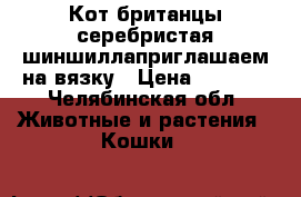 Кот британцы серебристая шиншиллаприглашаем на вязку › Цена ­ 3 500 - Челябинская обл. Животные и растения » Кошки   